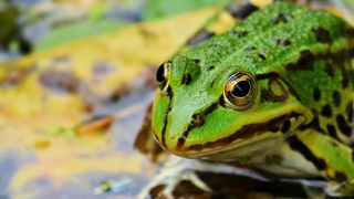 frosch