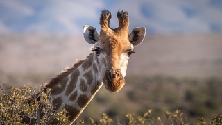 giraffe
